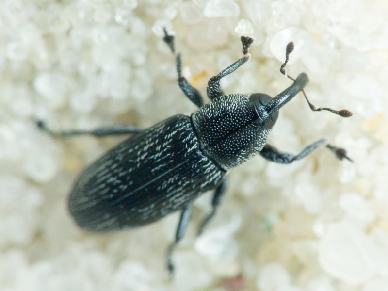 Limnobaris dolorosa (Goeze, 1777)